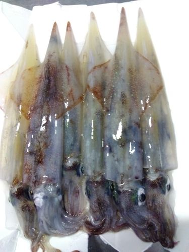 ササイカの釣果