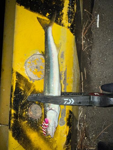 タチウオの釣果