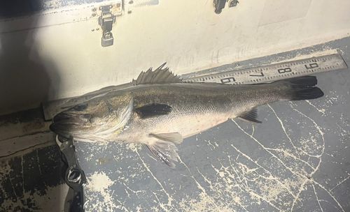 京浜運河（川崎）