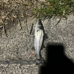 セイゴ（マルスズキ）