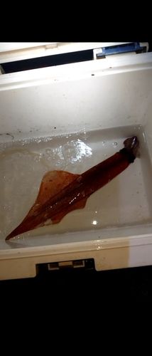 ヤリイカの釣果