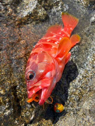 アカハタの釣果
