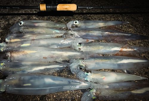 ヤリイカの釣果