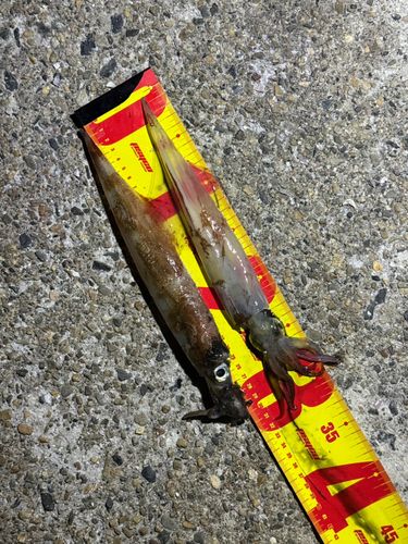 ヤリイカの釣果