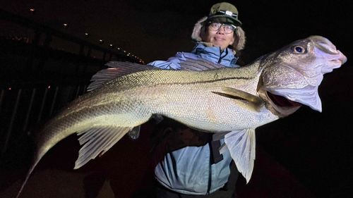 シーバスの釣果