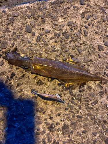 ヤリイカの釣果