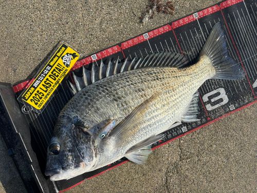 ミナミクロダイの釣果