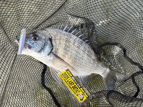 ミナミクロダイの釣果