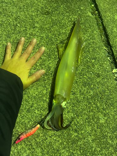ヤリイカの釣果