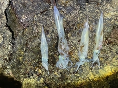 ヤリイカの釣果