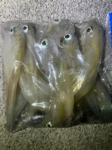 ヤリイカの釣果