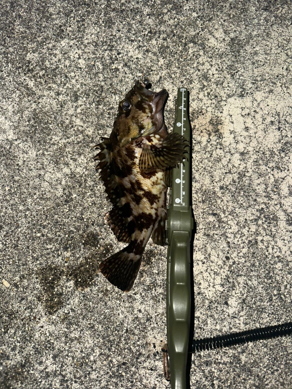 SHIMANO 23ソアレ BB アジング S610L-Sの最安値・インプレ・釣果