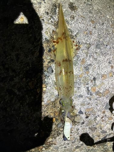 ヤリイカの釣果
