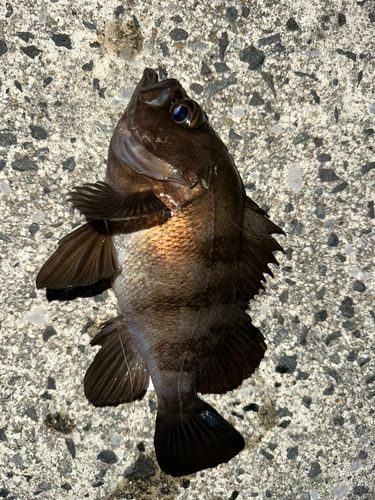 常滑りんくう釣り護岸