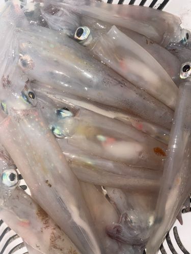 ヤリイカの釣果