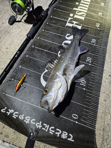 シーバスの釣果