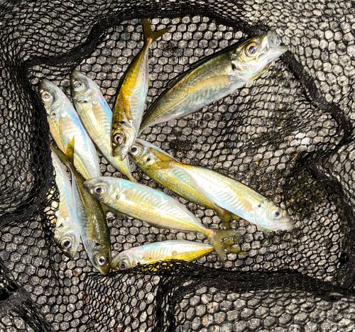 アジの釣果