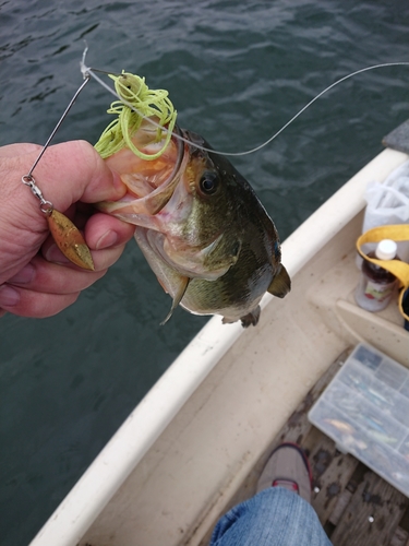 ラージマウスバスの釣果