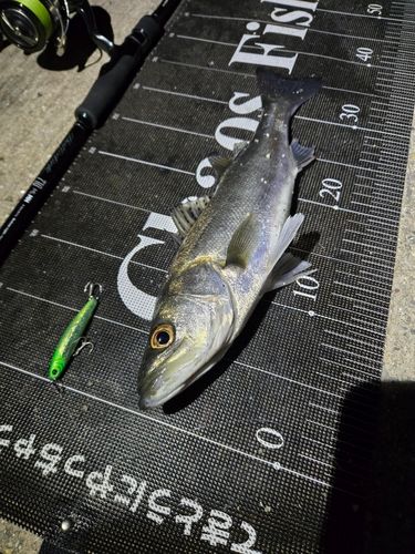 シーバスの釣果