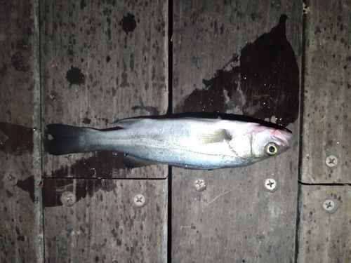 イシモチの釣果