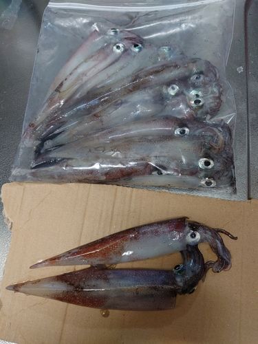 ヤリイカの釣果