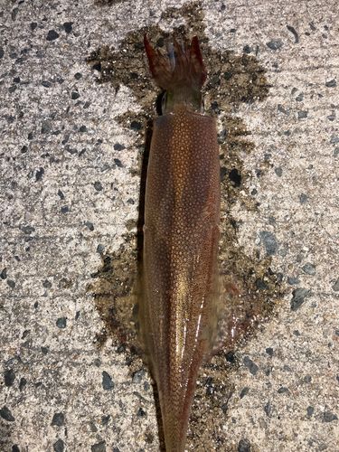 ササイカの釣果