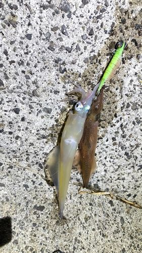 ヤリイカの釣果
