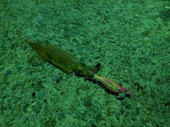 ヤリイカの釣果