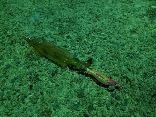 ヤリイカの釣果