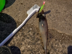 ササイカの釣果