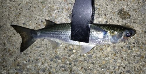 碧南海釣り公園