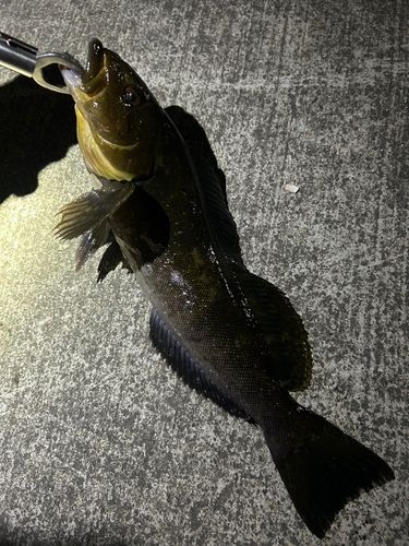 アイナメの釣果