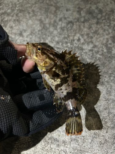 タケノコメバルの釣果
