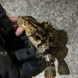 タケノコメバル