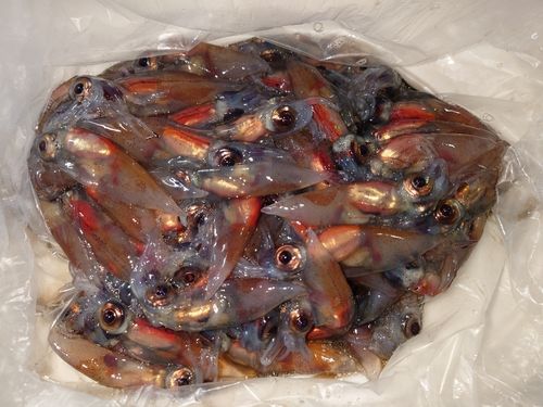 ホタルイカの釣果