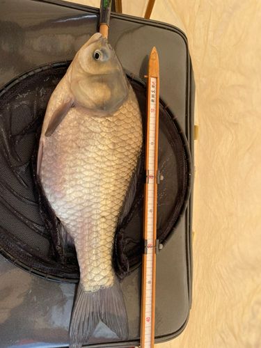 ワカサギの釣果