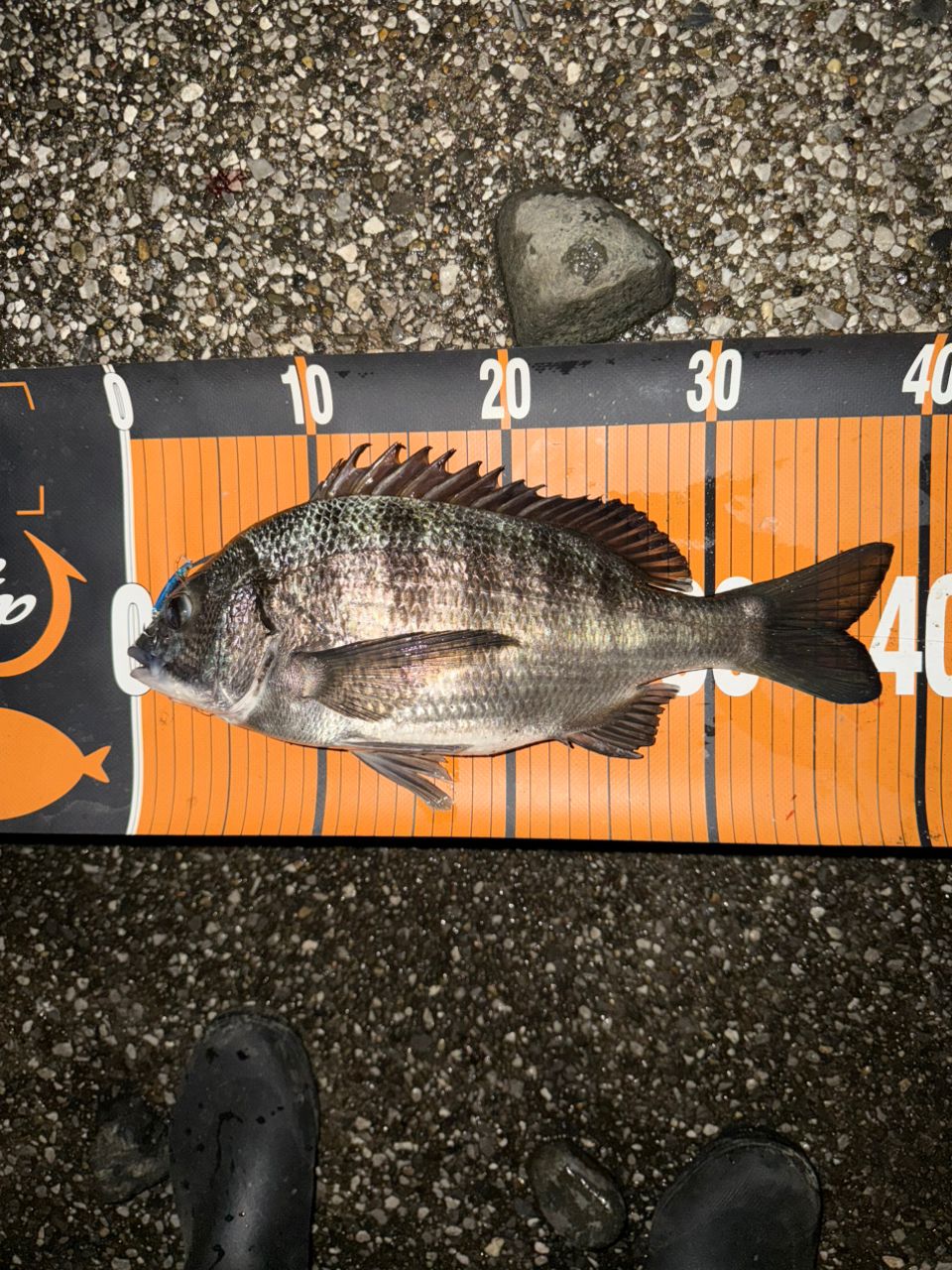 DAIWA 21モアザン ブランジーノ EX AGS 87LMLの最安値・インプレ・釣果