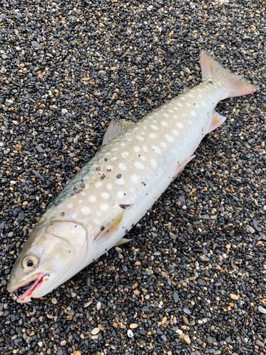 アメマスの釣果