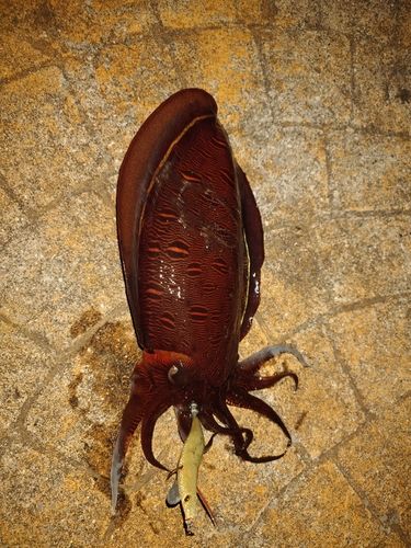 コウイカの釣果