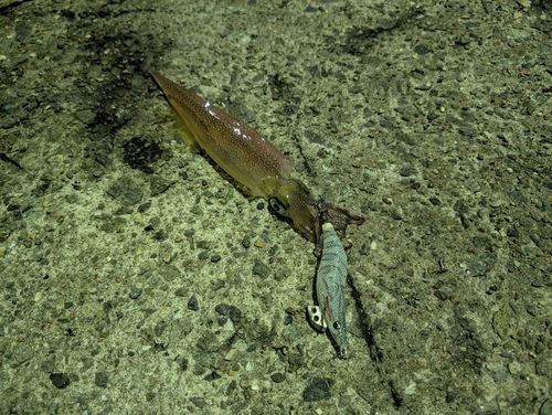 ヤリイカの釣果