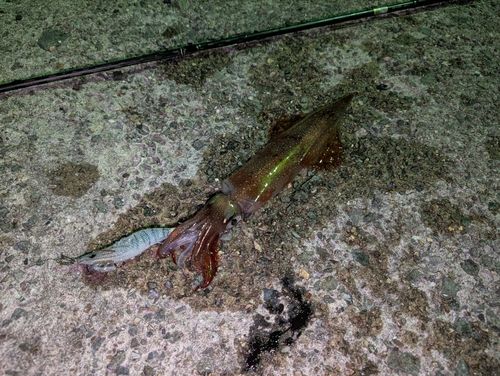 ヤリイカの釣果