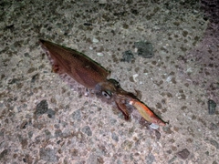 ヤリイカの釣果