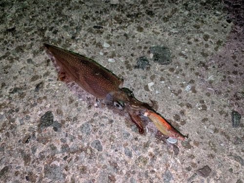 ヤリイカの釣果