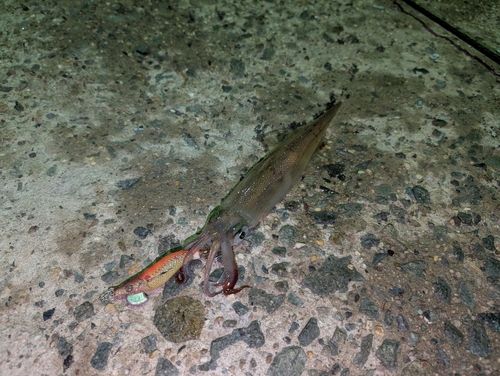 ヤリイカの釣果