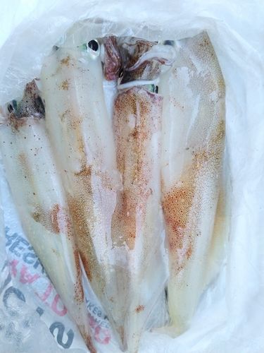 ヤリイカの釣果