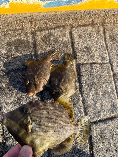 カワハギの釣果