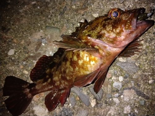 カサゴの釣果