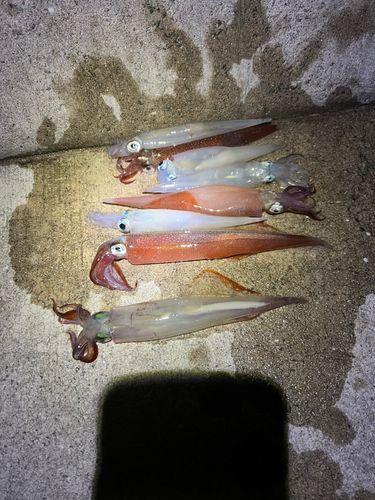 ヤリイカの釣果