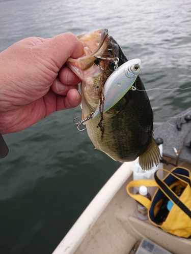 ラージマウスバスの釣果