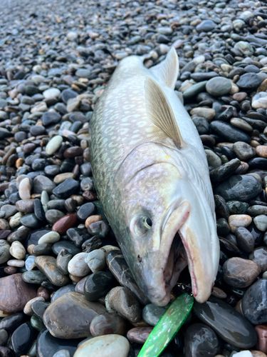 アメマスの釣果